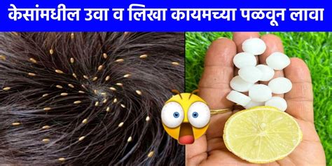 ढेकणाचा करा नायनाट; 'या' घरगुती उपायांनी लावा पळवून.